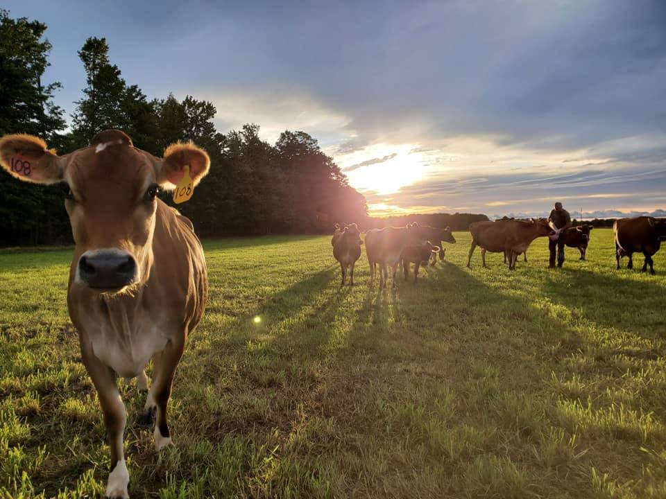 De Vor Dairy Farm and Creamery - Cow Cuddling