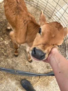 De Vor Dairy Farm & Creamery - Jersey Calf Cuddling