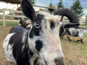 Goat Cuteness in Kalkaska MI