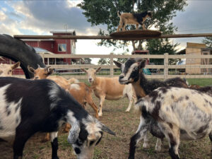 Goat Play in Kalkaska MI