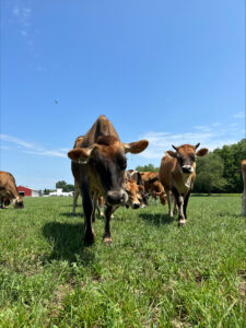 Jersey Cows in Kalkaska MI