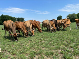 Jersey Cows Grazing in Kalkaska MI