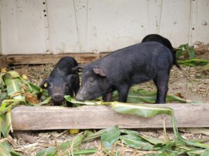 Adorable Mulefoot Pigs
