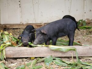 Adorable Mulefoot Pigs in Kalkaska MI