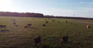 Grazing Jersey Cows